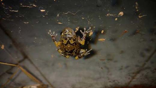 frog 13 nov 17 1